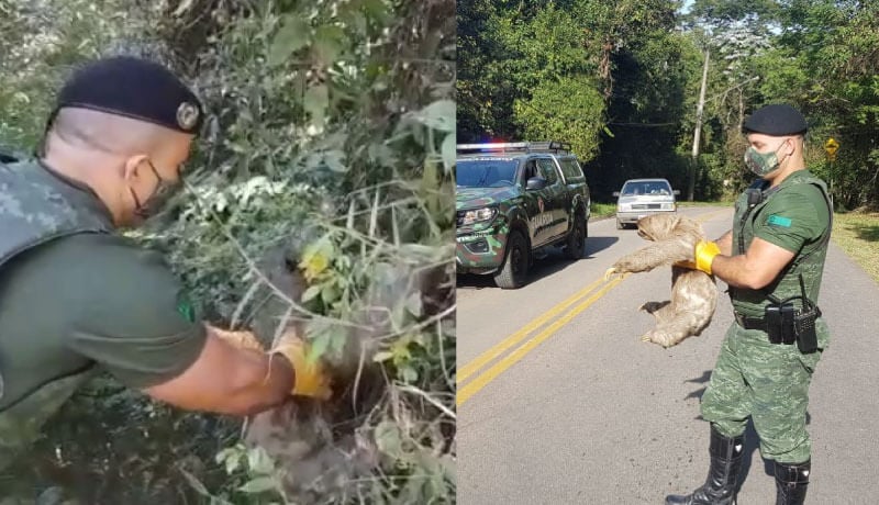 Guarda municipal carrega bicho-preguiça em Jundiaí