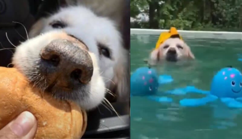 Theo comendo hambúrguer e nadando em piscina
