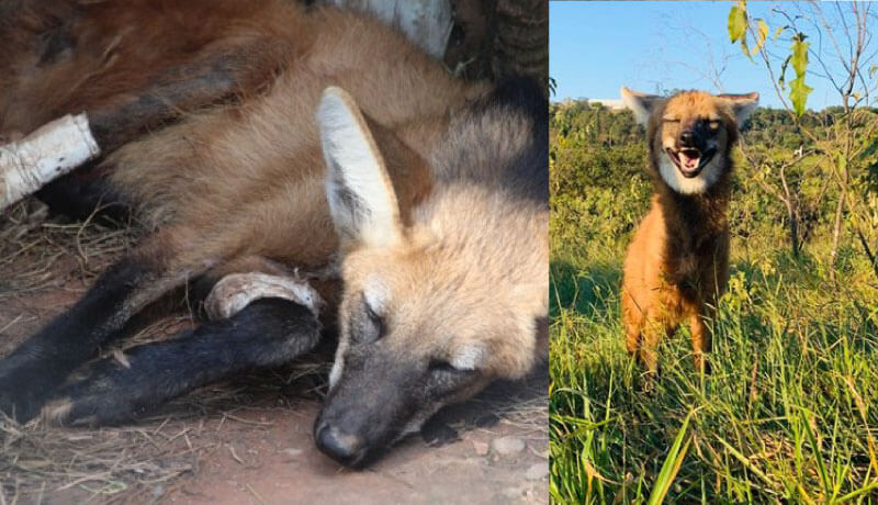 Lobo-guará atropelado há dois anos se prepara para retorno à natureza Lobo-guará atropelado há dois anos se prepara para retorno à natureza