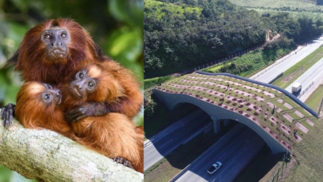 Família de mico-leão-dourado à esquerda; à direita, imagem aérea de viaduto vegetado