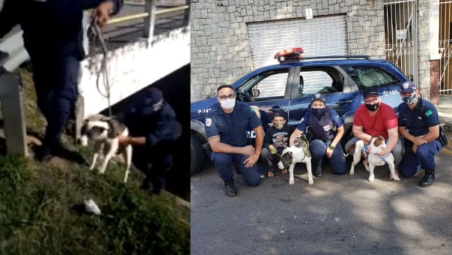 Guarda Municipal de Jundiaí resgata casal de pitbulls