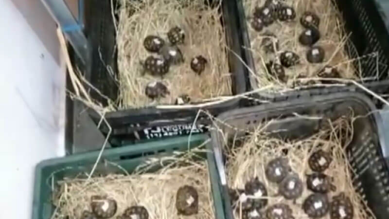 Jabutis filhotes em caixas