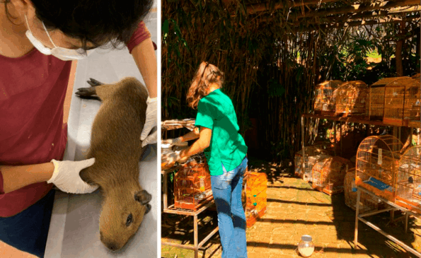 Mamíferos e pássaros chegam à Associação, todos vítimas de ação humana. (Foto: Reprodução Mata Ciliar / Larissa Knupp/Tribuna de Jundiaí)