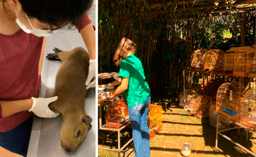 Mamíferos e pássaros chegam à Associação, todos vítimas de ação humana. (Foto: Reprodução Mata Ciliar / Larissa Knupp/Tribuna de Jundiaí)