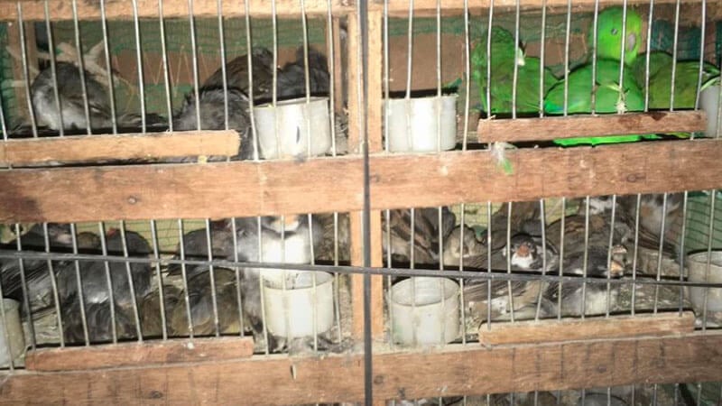 Aves amontoadas em gaiolas sujas