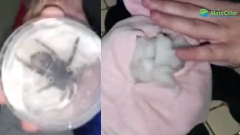 Aranhas caranguejeiras dentro de bichos de pelúcia