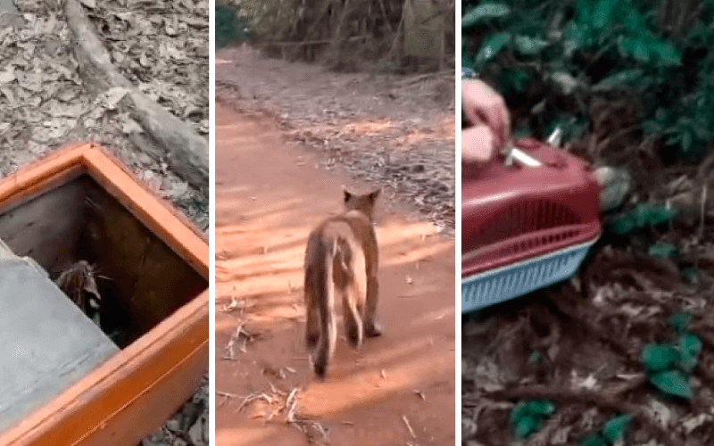 A soltura de animais silvestres é um momento emocionante. (Foto: Reprodução)
