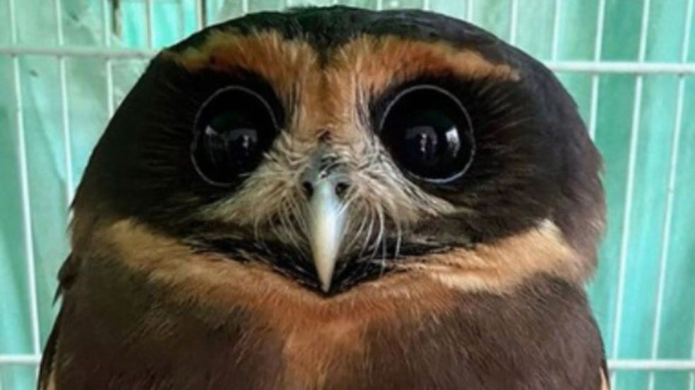 Guarda de Várzea Paulista resgata coruja enrolada em linha de pipa