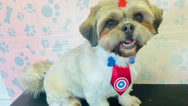 Cachorro levado em assalto volta para casa