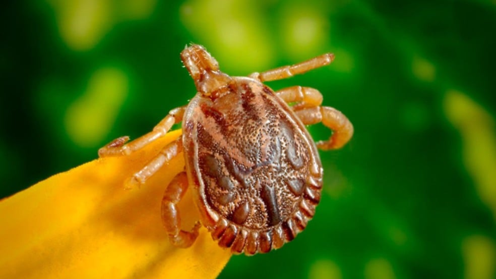 Prefeitura de Itupeva monitora áreas de risco de febre maculosa e intensifica orientações