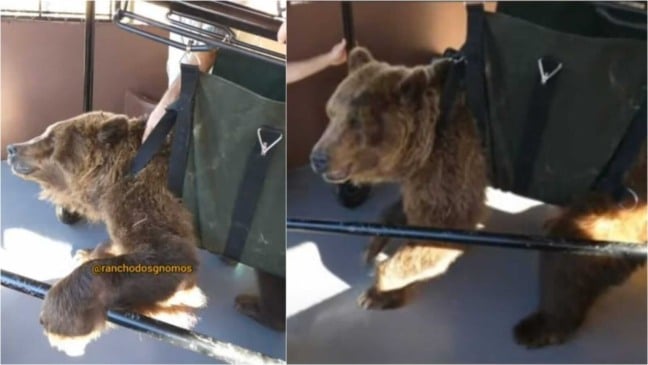 Ursa-parda em cadeira de todas adaptada