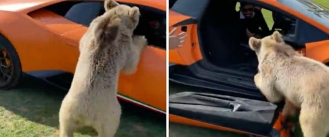 (Foto: Reprodução/portalamigocao)