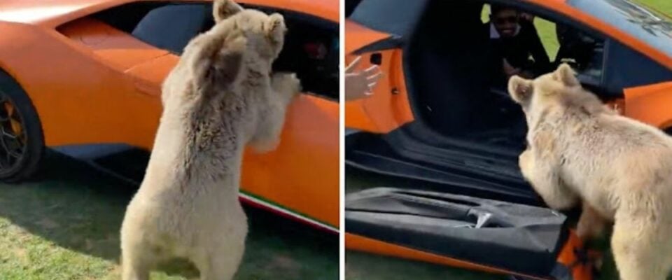 (Foto: Reprodução/portalamigocao)