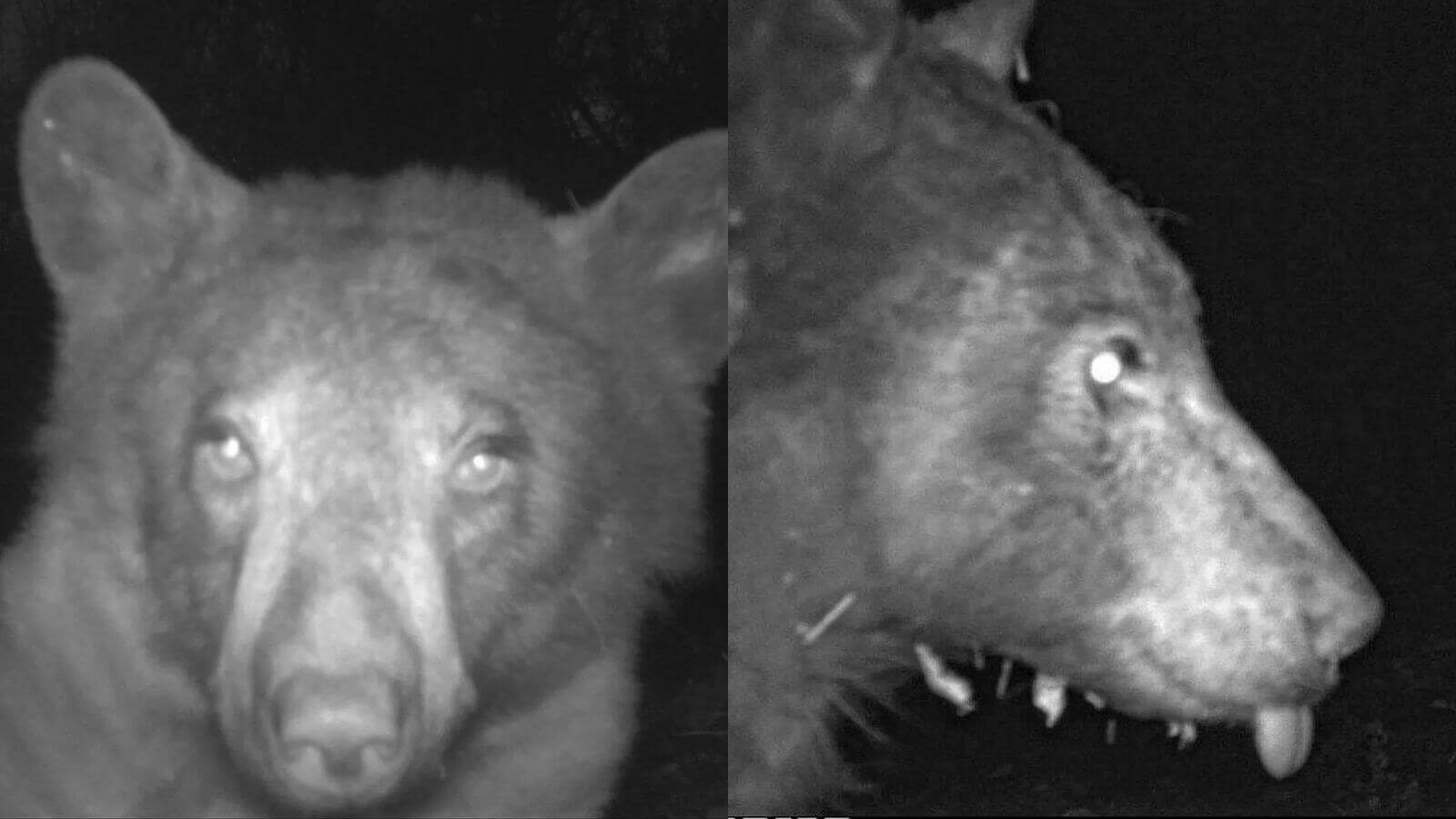 Urso tira fotos em câmera de parque