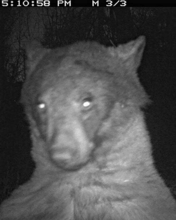 Urso tira fotos em câmera de parque