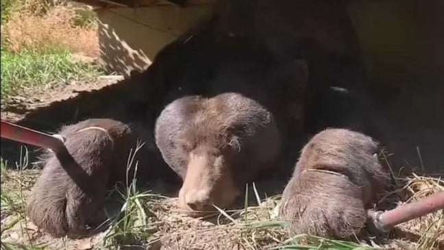 (Foto: Reprodução/Colorado Parks and Wildlife)