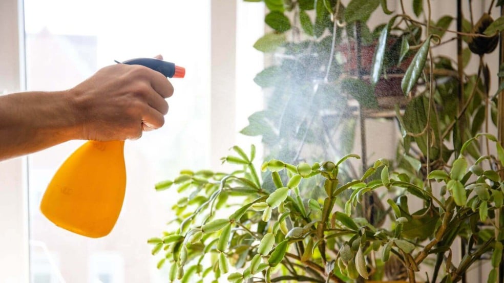 Borrifando água nas plantas