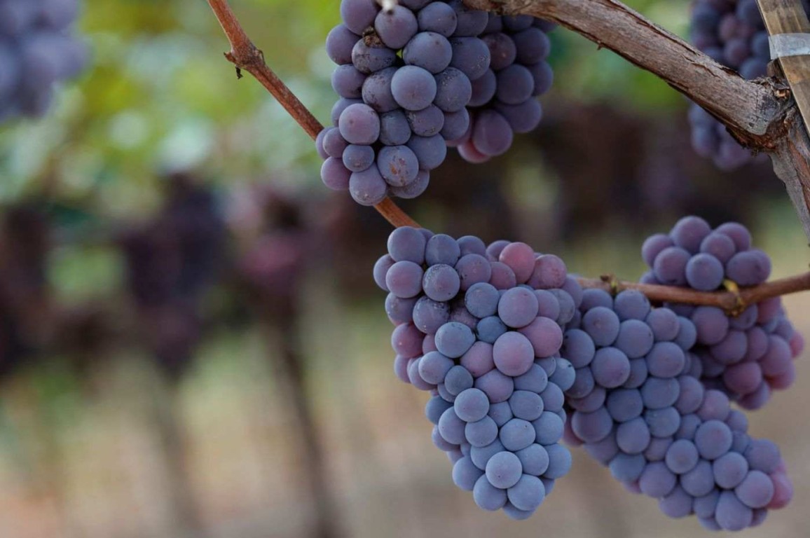 Foto: Prefeitura de Jundiaí Foto: Prefeitura de Jundiaí