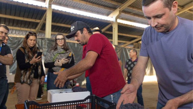 Manuseio da Uva Niagara Rosada de Jundiaí.