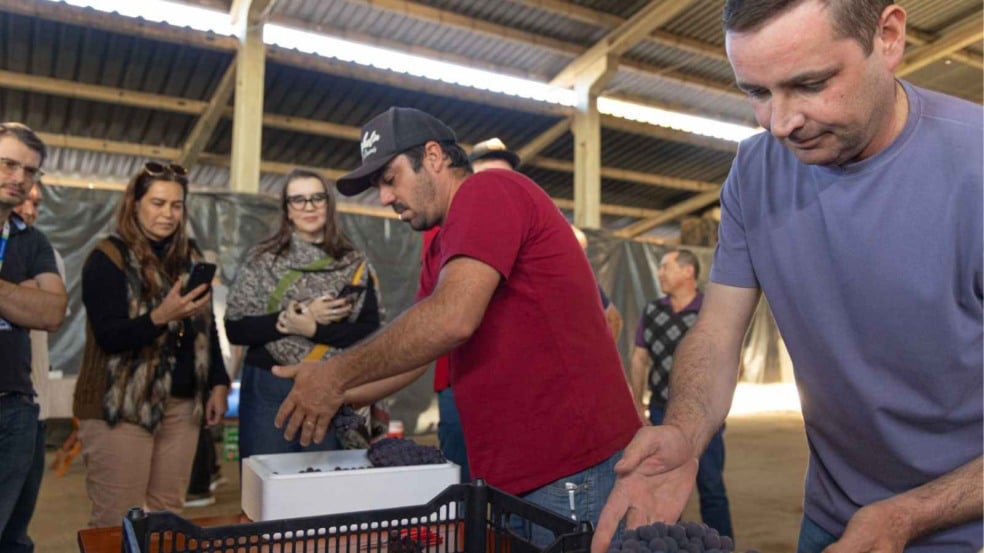 Manuseio da Uva Niagara Rosada de Jundiaí.