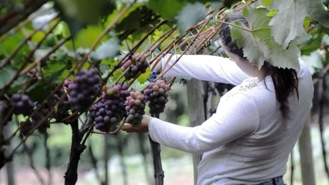 Uva Niagara de Jundiahy