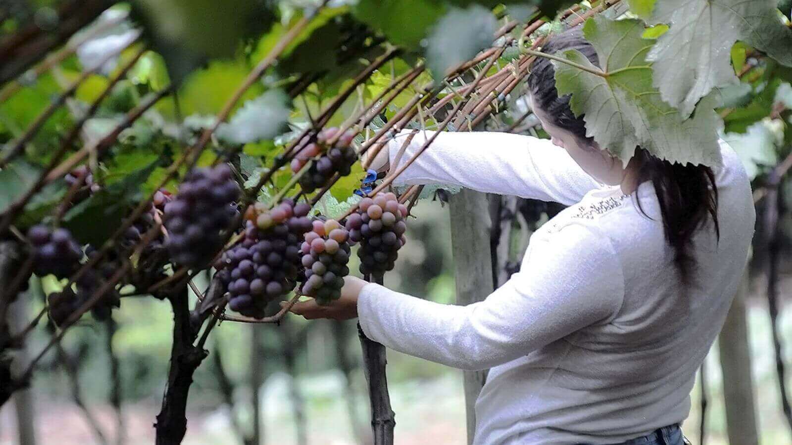 Uva Niagara de Jundiahy