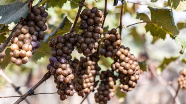 Foto: Prefeitura de Jundiaí