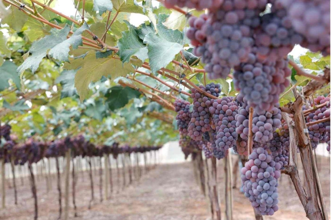 Uva é uma das frutas que podem ser seguradas e aptas para a subvenção. Foto: Prefeitura de Jundiaí Uva é uma das frutas que podem ser seguradas e aptas para a subvenção. Foto: Prefeitura de Jundiaí