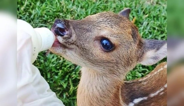 Filhote de veado-catingueiro