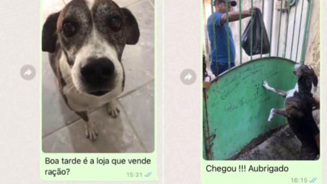 VÍDEO Cachorro faz seu próprio pedido de ração em delivery e viraliza