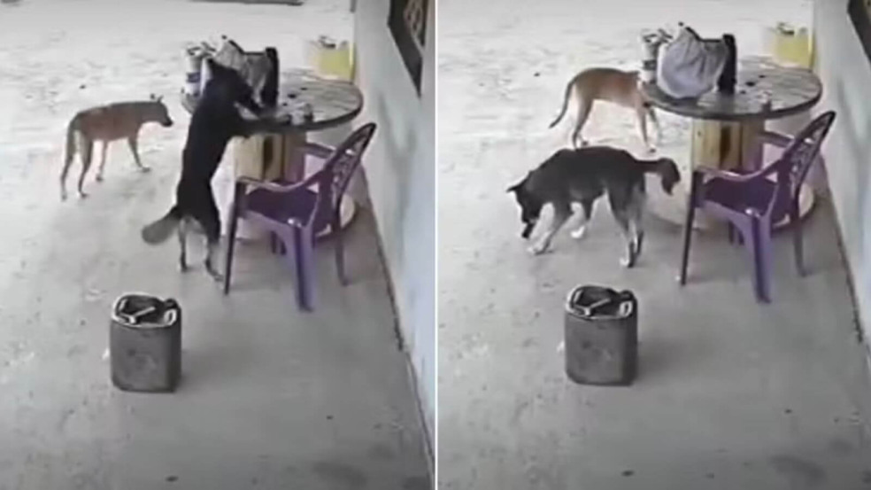 Cachorro invade casa e 'furta' celular