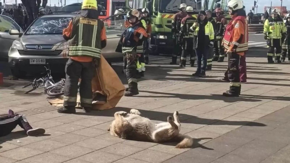 Cachorro se depara com ator 'fingindo de morto' e decide brincar também Cachorro se depara com ator 'fingindo de morto' e decide brincar também