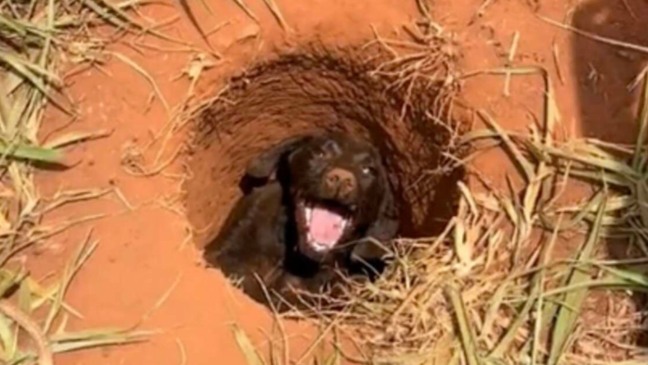 VÍDEO: Irmãos resgatam cachorrinho preso em buraco no chão