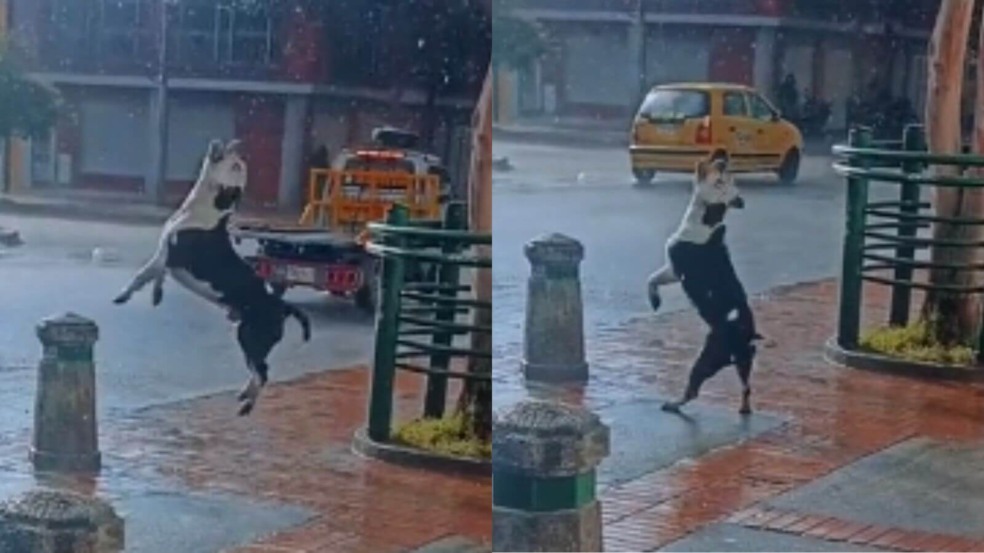 cachorro celebra chegada da chuva