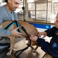 Aplicação de vacina antirrábica em Jundiaí