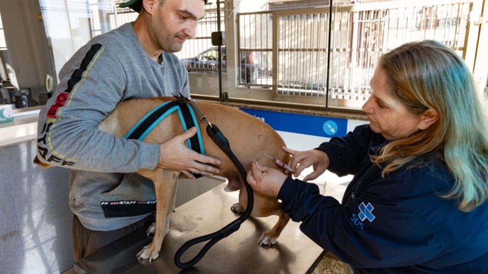 Aplicação de vacina antirrábica em Jundiaí