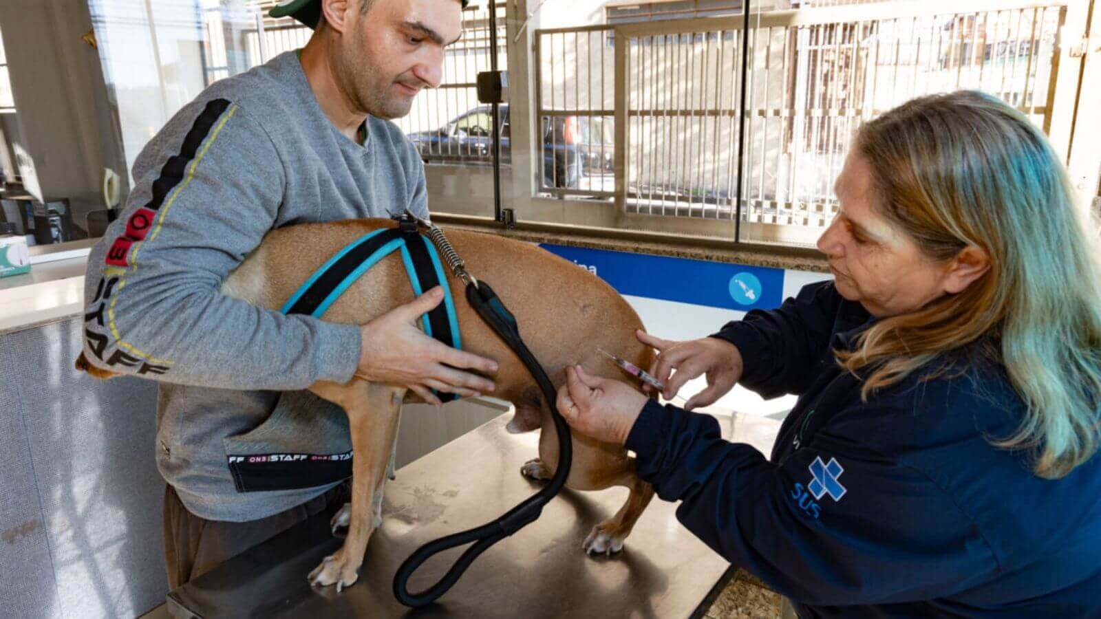 Aplicação de vacina antirrábica em Jundiaí