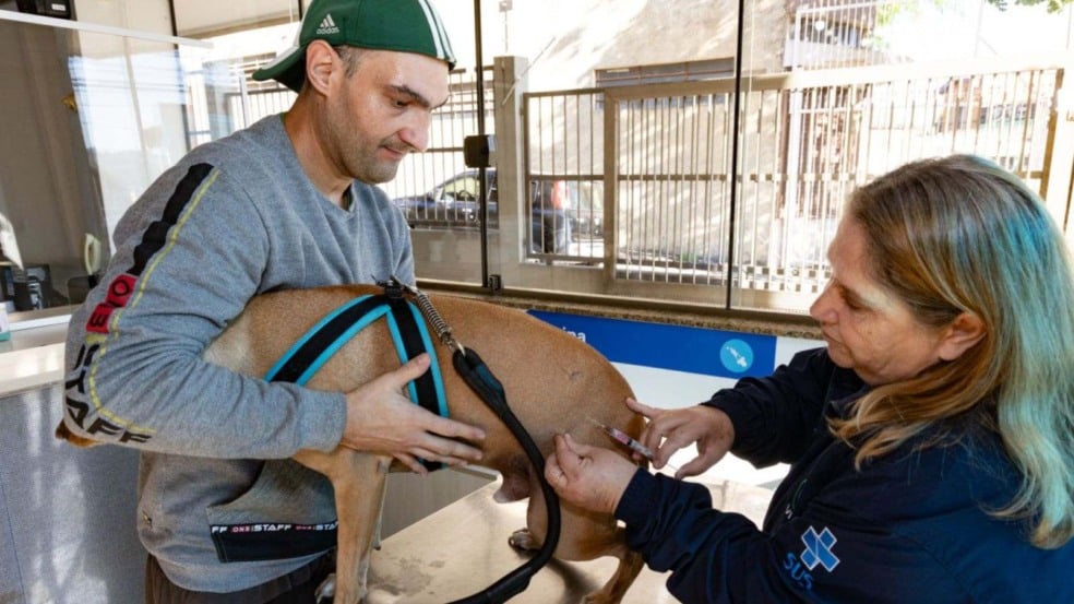 Cão tomando vacina de raiva