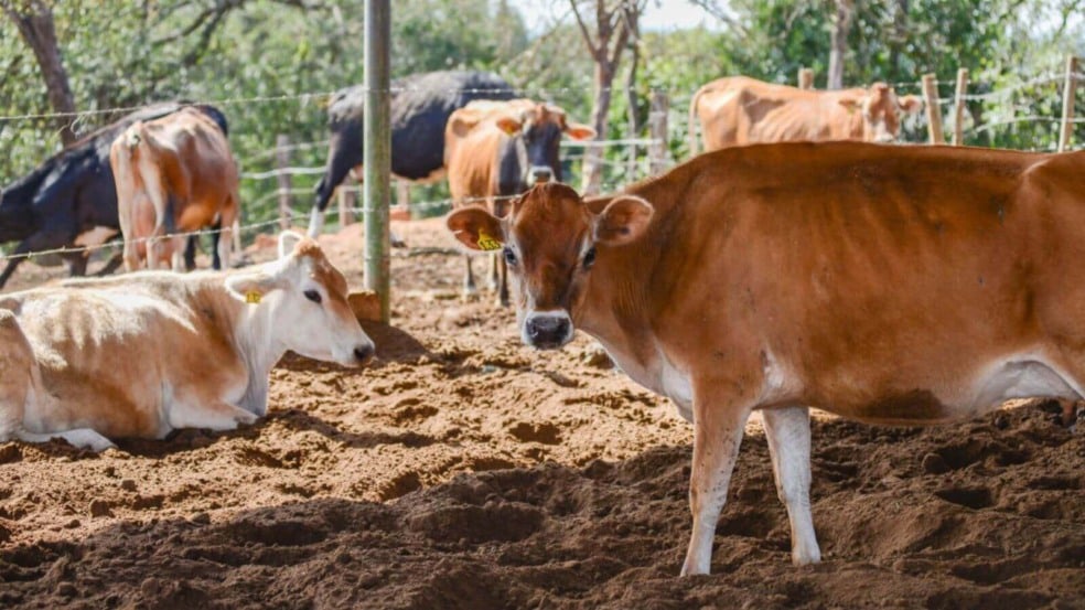 Gado em Jundiaí Gado em Jundiaí