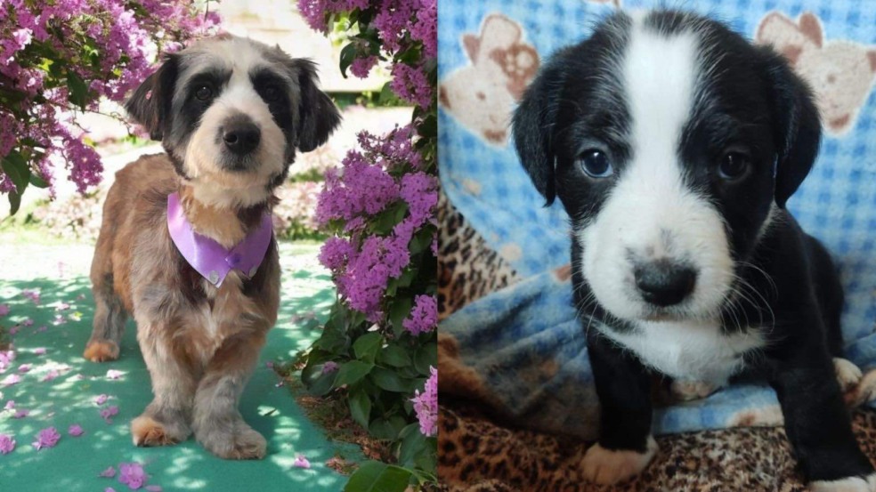 Doguinhos que estarão no yoga