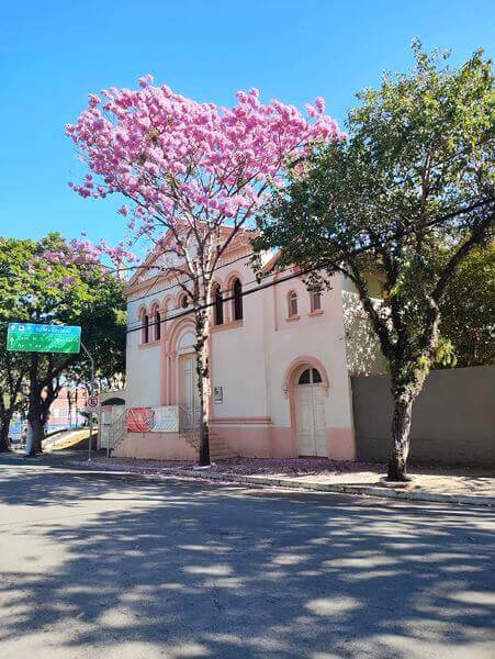 Árvore durante Florada dos Ipês