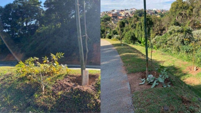 Vândalos destroem mudas de árvores nativas no Parque Jardim Bertioga, em Várzea Paulista
