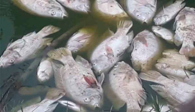 Vários peixes mortos são encontrados em parque de Jundiaí