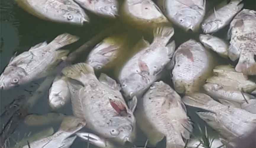 Vários peixes mortos são encontrados em parque de Jundiaí