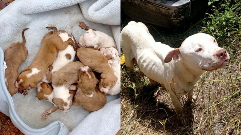 Pitbulls em situação de maus tratos em Várzea Paulista