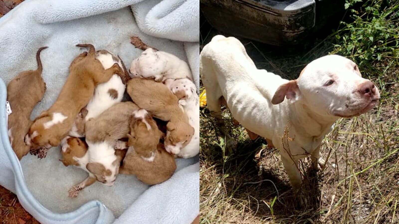 Pitbulls em situação de maus tratos em Várzea Paulista