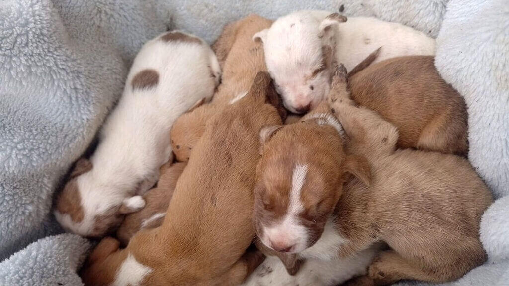 Pitbulls em situação de maus tratos em Várzea Paulista