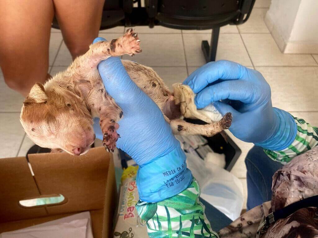 Pitbulls em situação de maus tratos em Várzea Paulista