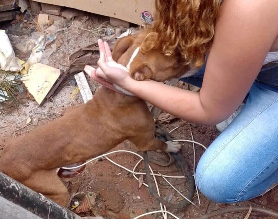 Pitbulls em situação de maus tratos em Várzea Paulista