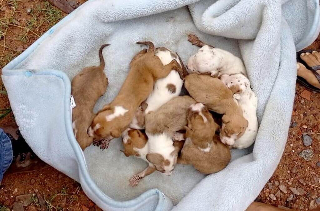 Pitbulls em situação de maus tratos em Várzea Paulista